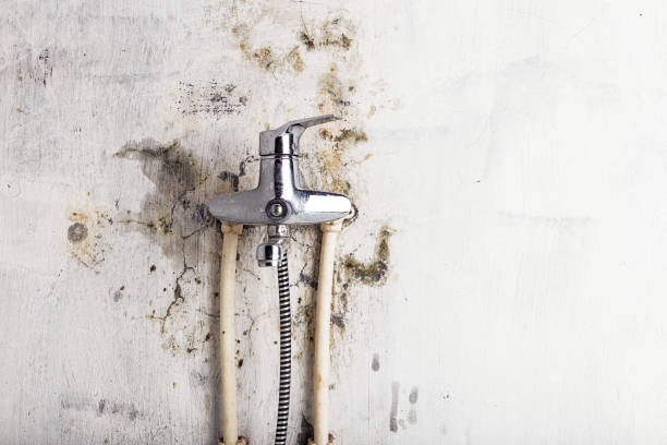 Best Residential Mold Remediation in Trophy Clu, TX
