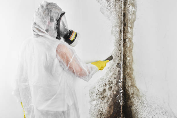Best Crawl Space Mold Remediation in Trophy Clu, TX