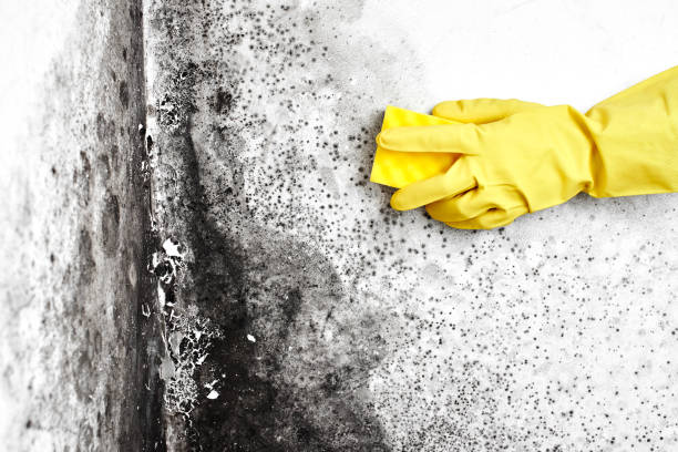 Best Bathroom Mold Remediation in Trophy Clu, TX