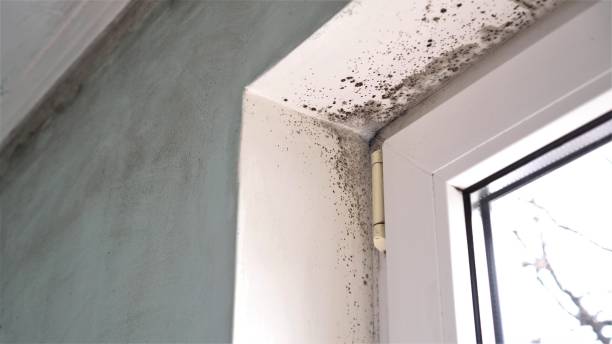 Best Attic Mold Remediation in Trophy Clu, TX