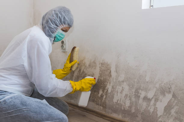 Best Mold Remediation for Specific Building Types in Trophy Clu, TX