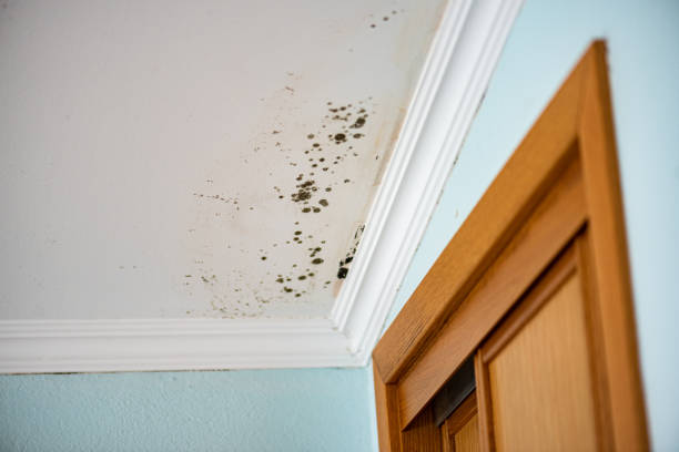 Best Emergency Mold Remediation in Trophy Clu, TX
