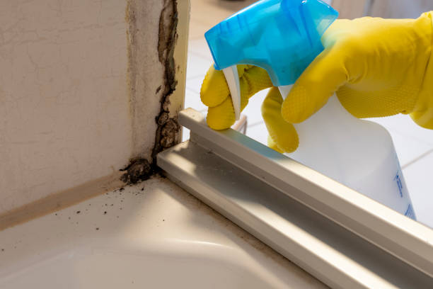 Best Mold Remediation for Specific Building Types in Trophy Clu, TX