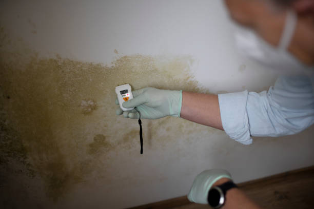 Best Post-Flood Mold Remediation in Trophy Clu, TX