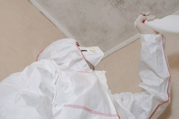 Best Black Mold Remediation in Trophy Clu, TX