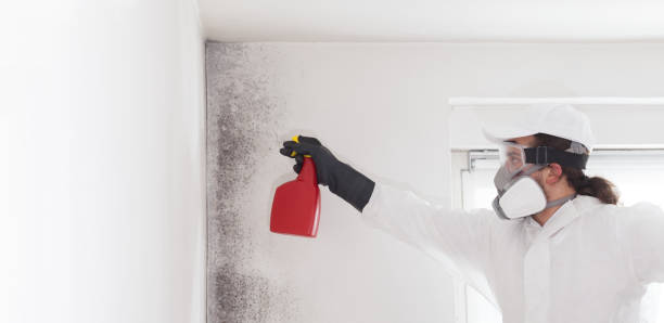 Best Insurance-Related Mold Remediation in Trophy Clu, TX