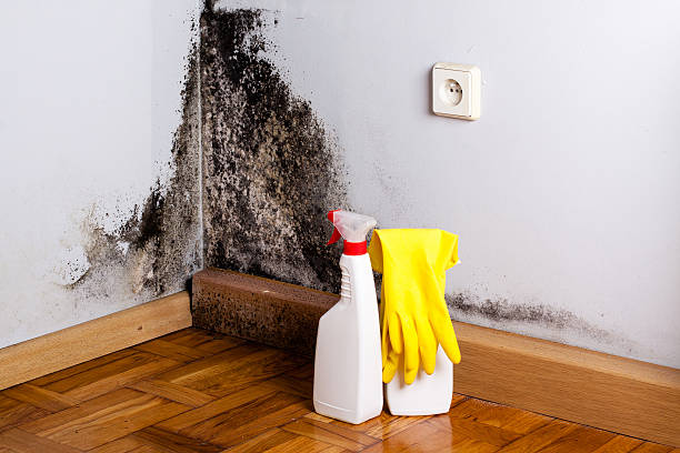 Best Mold Testing and Inspection Services in Trophy Clu, TX